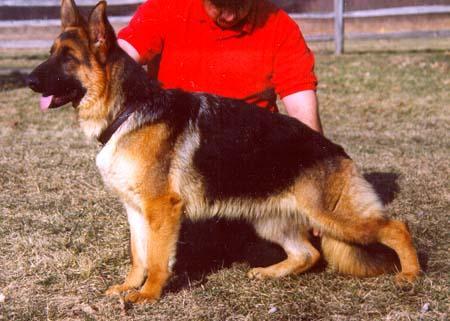 Tatra von Fenwald | German Shepherd Dog 