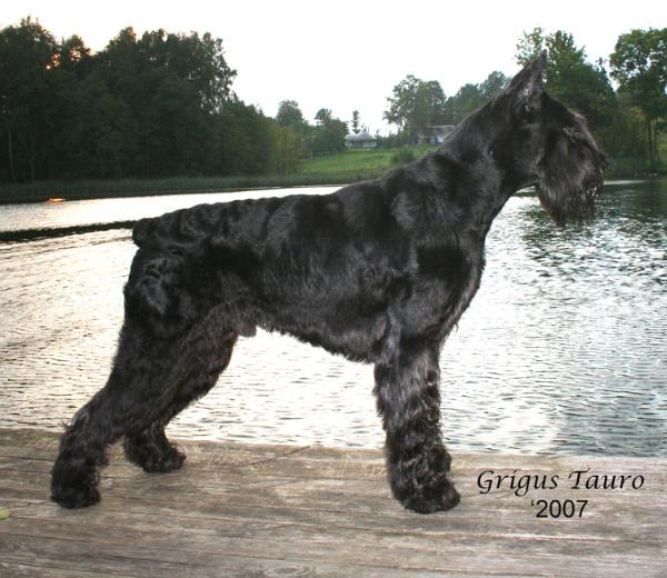 Grigus Tauro | Giant Schnauzer 