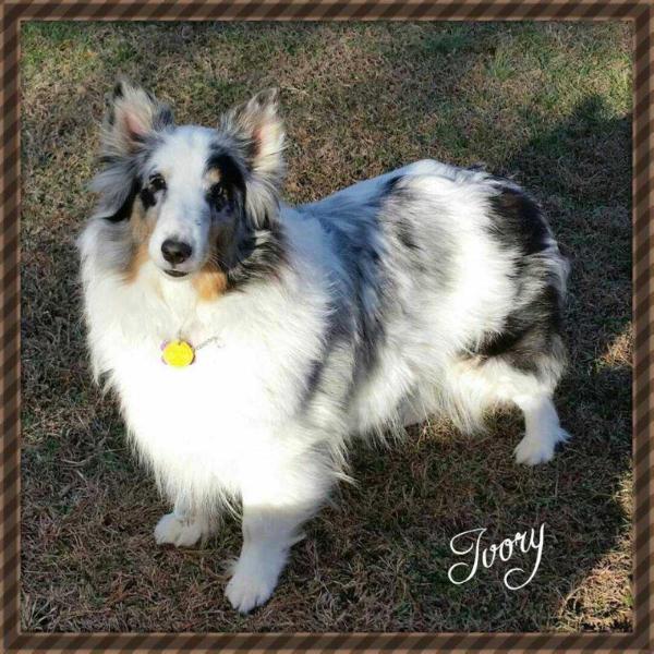 Apple Acres Ivory Coast | Shetland Sheepdog 