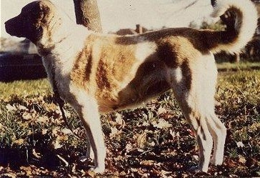 Mektup of Obruk | Anatolian Shepherd Dog 