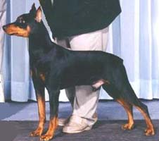 Kyloe Classic Aire | German Pinscher 