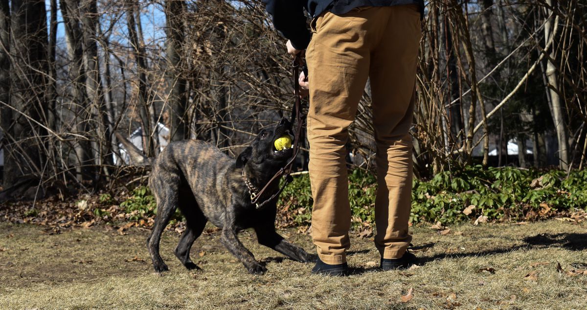 Revo | Dutch Shepherd 
