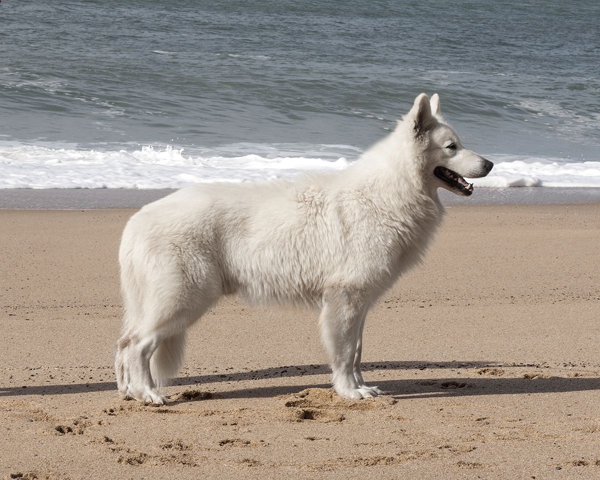 Lord Saymon Memphis Kann Schimmelpfeng | White Swiss Shepherd Dog 
