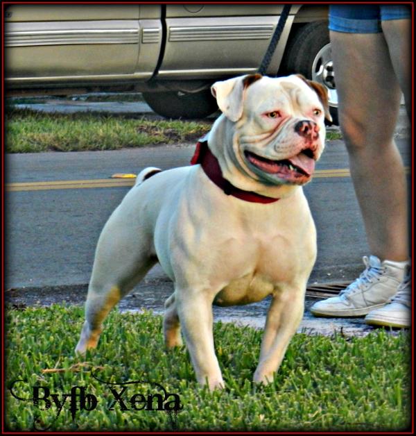 Byfb Xena AKA The Warrior Princess | American Bulldog 