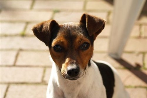 Wiwi apo Germania | Jack Russell Terrier 