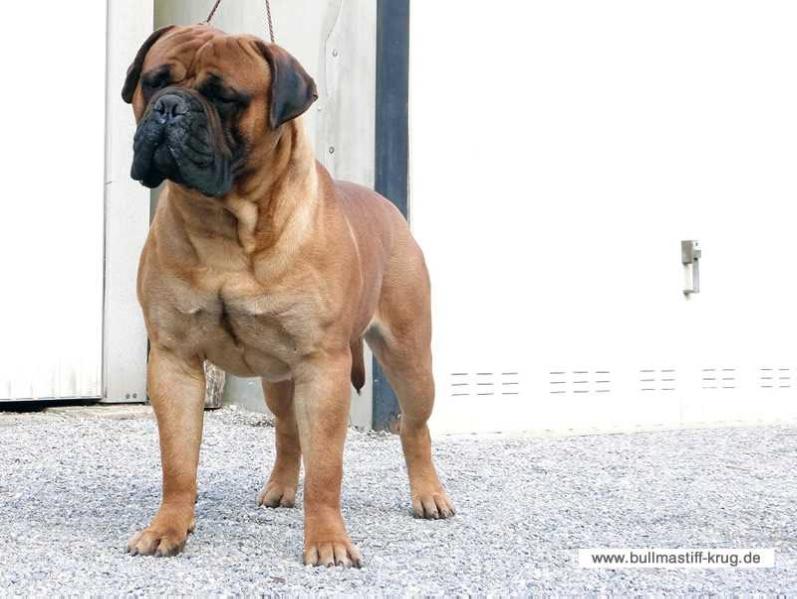 Toro Diavolo Sviatogor | Bullmastiff 