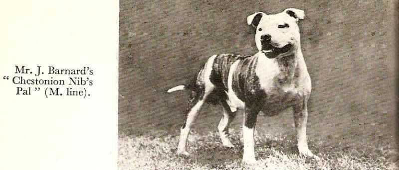 Chestonion Nibs Pal | Staffordshire Bull Terrier 