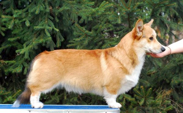 Q-PIDYN ANDY Dellbenq | Pembroke Welsh Corgi 