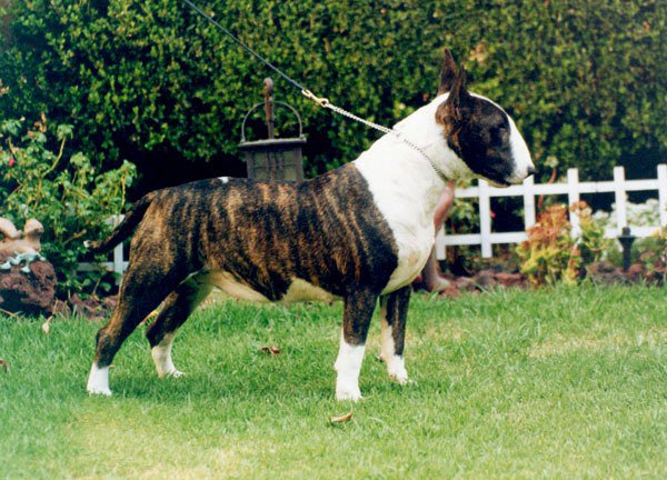 Hubert's Penelope | Bull Terrier 