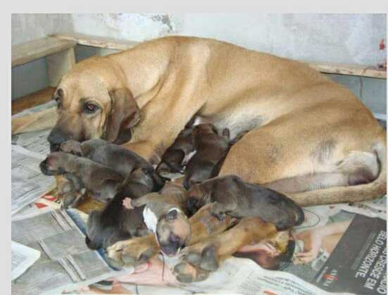 Layla do Passo do Trem | Fila Brasileiro 