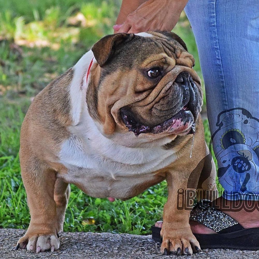 Edenbrook's Blue Batchelor of Bulky Built | Olde English Bulldogge 