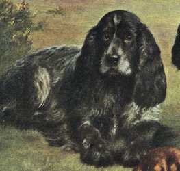 Eva Bowdler | English Cocker Spaniel 