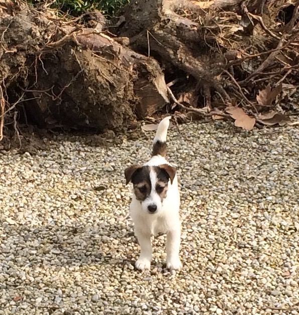 Masterpiece di Villa Bosi | Jack Russell Terrier 