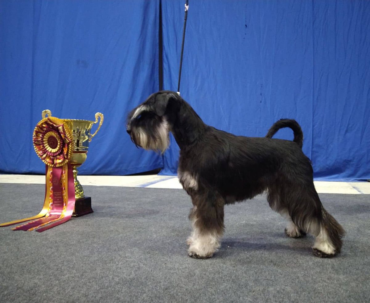 Volzhskiy Arkos Lucky Star | Miniature Schnauzer 