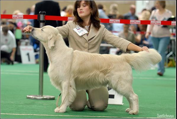 Slav Trophy Discovery of Secret | Golden Retriever 