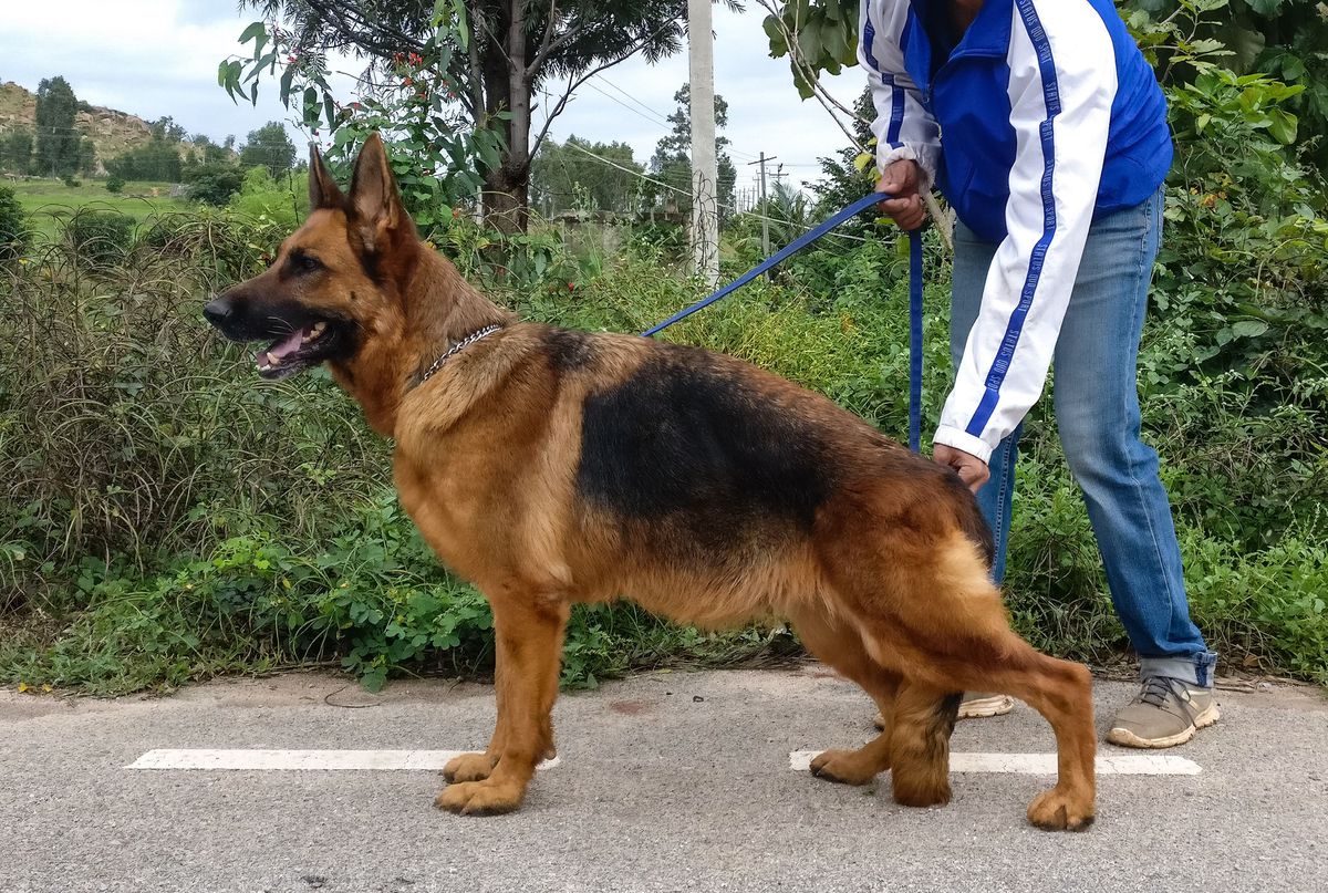 Brinka vom Wolfen-Haus | German Shepherd Dog 