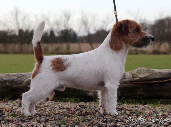 Saltisgårdens Nordic Light | Jack Russell Terrier 