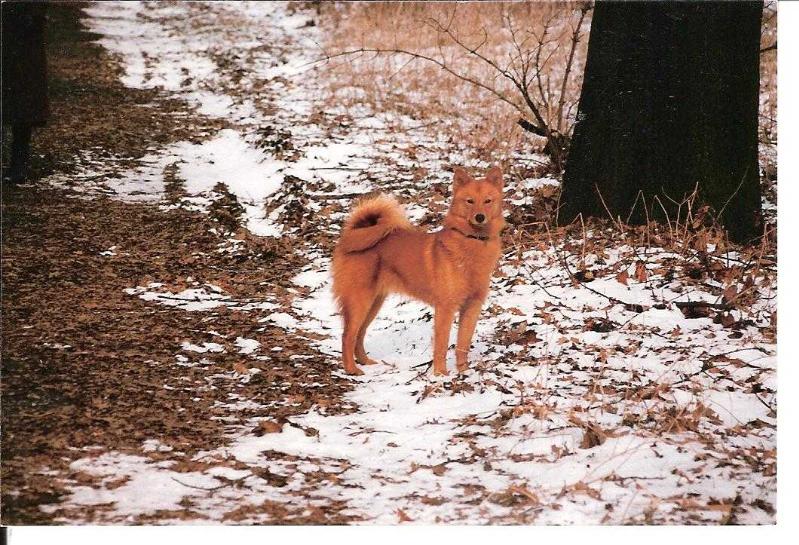 BJÖRN de la Cascade des Jarreaux | Finnish Spitz 