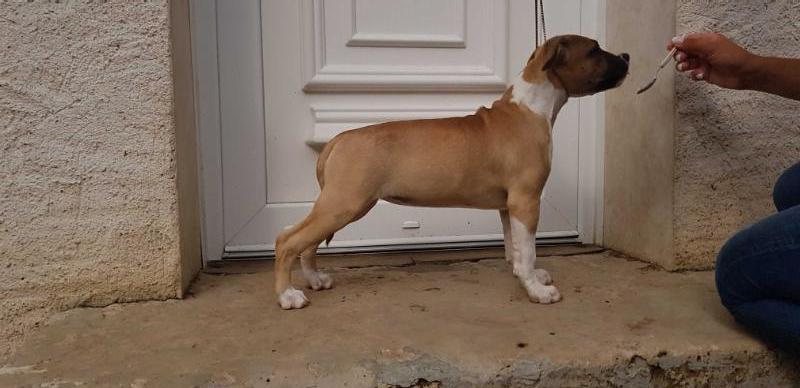 Purple Sweet Lone Star Du Temple De Gaïa | American Staffordshire Terrier 