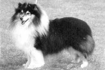 The Meadsman at Myriehewe | Shetland Sheepdog 