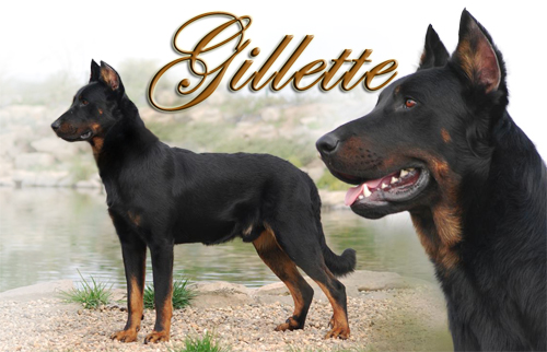 Gillette de l'Ame du Loup | Beauceron 