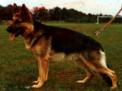 Canto vom Overledingerland | German Shepherd Dog 