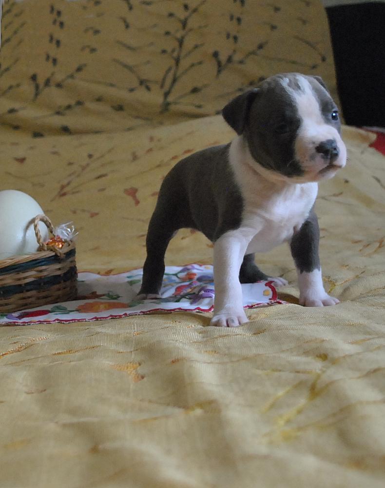Nightcrawler Blue of Overdose | American Staffordshire Terrier 