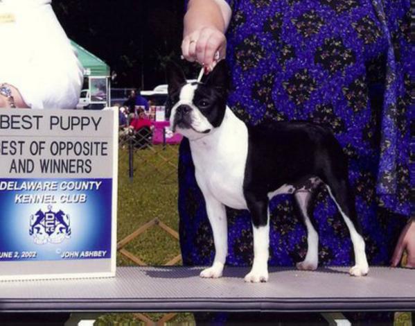 Fiveforks' Nizhoni | Boston Terrier 