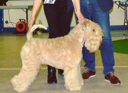 Tejarpsdalens Paparazzi | Soft Coated Wheaten Terrier 