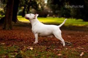 FREYA SEVERNAYA KOROLEVA DLYA STAFF EXCORT | Miniature Bull Terrier 