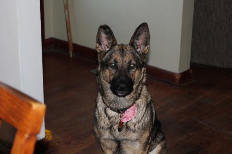 Sadie Elizabeth | German Shepherd Dog 