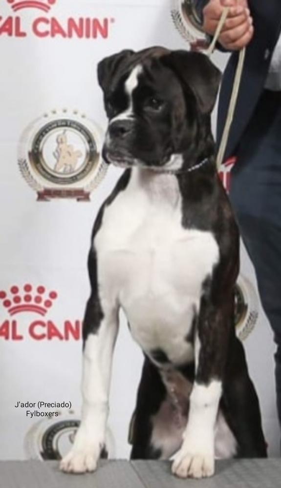 J'ador  (Preciado) | Boxer 