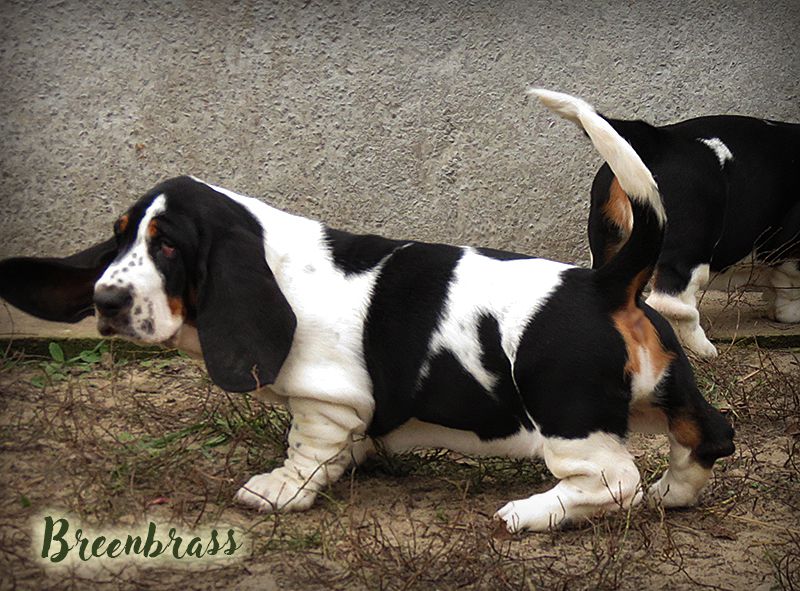 Una Luna Classic BREENBRASS | Basset Hound 