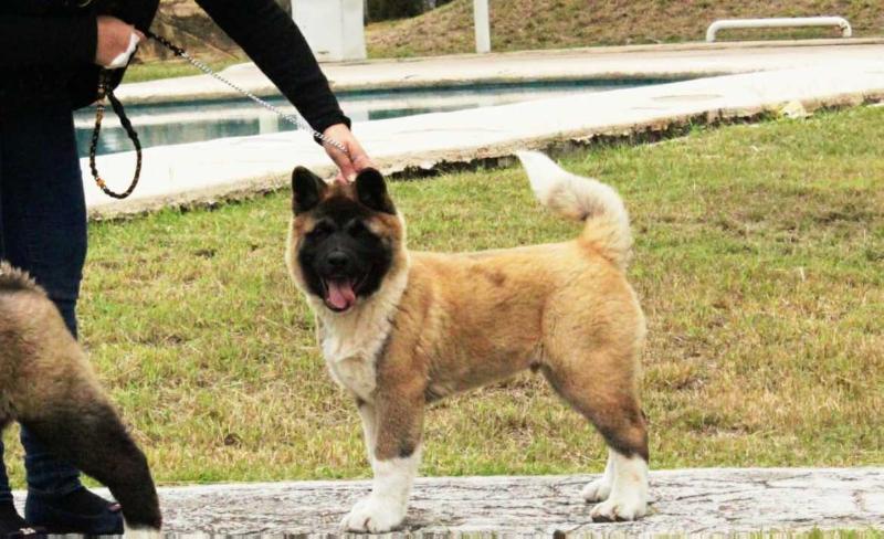 Ragnar (Manautou) | Akita 