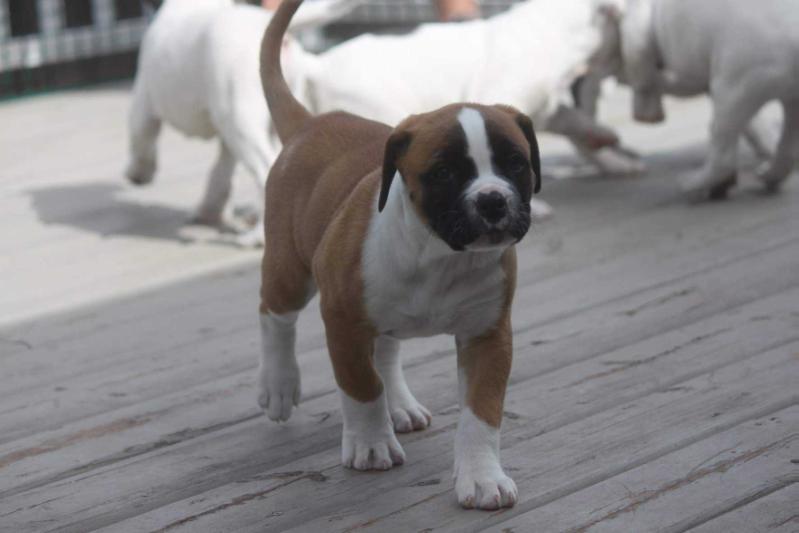 Downtown Stella Brown | American Bulldog 
