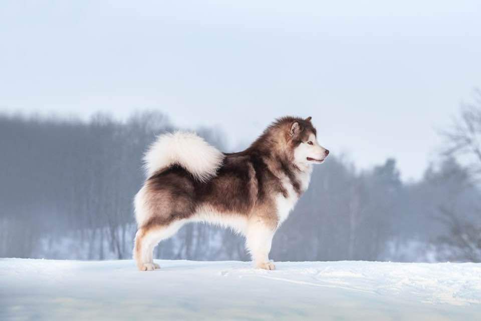 FLUFFY HUGS MIAMI | Alaskan Malamute 