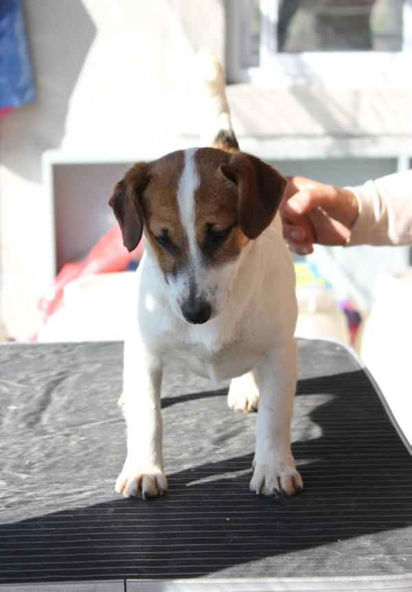 Baires JR Glamour | Jack Russell Terrier 