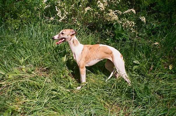 Pozhar v Kremle Igra s Ognem | Whippet 