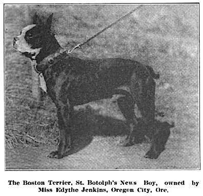 St. Botolph's News Boy | Boston Terrier 