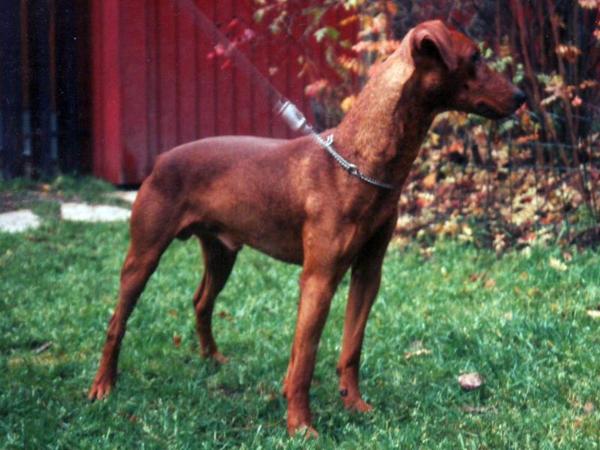 INOX de la Capelliere | German Pinscher 