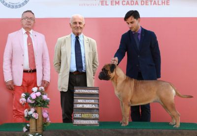 Eashik Pretty in Pink | Bullmastiff 