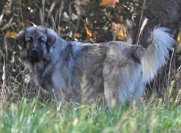 Arko Sarko | Yugoslavian Shepherd Dog-Sarplaninac 