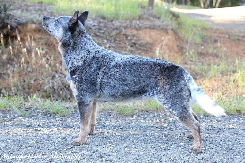 Sageroo Bring It On Blu Diva | Australian Cattle Dog 