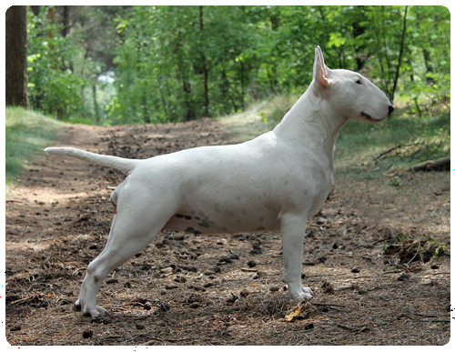 Bigshot Lady Lollipop | Bull Terrier 