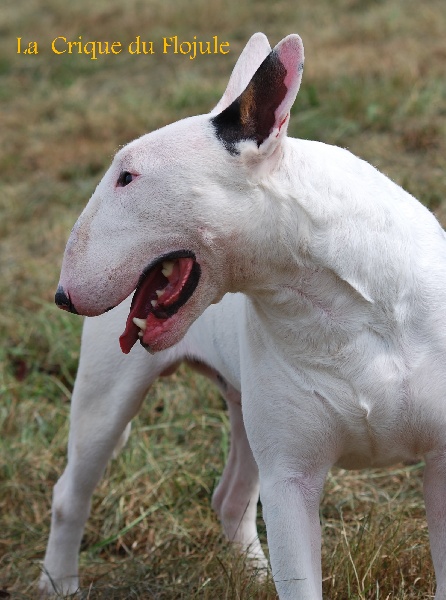 Sumo Warrior At Kilacabar | Bull Terrier 