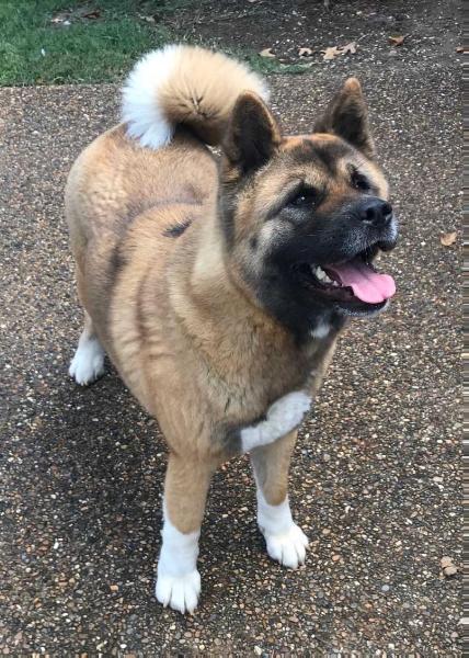 Sovereign's Piece Of My Heart | Akita 