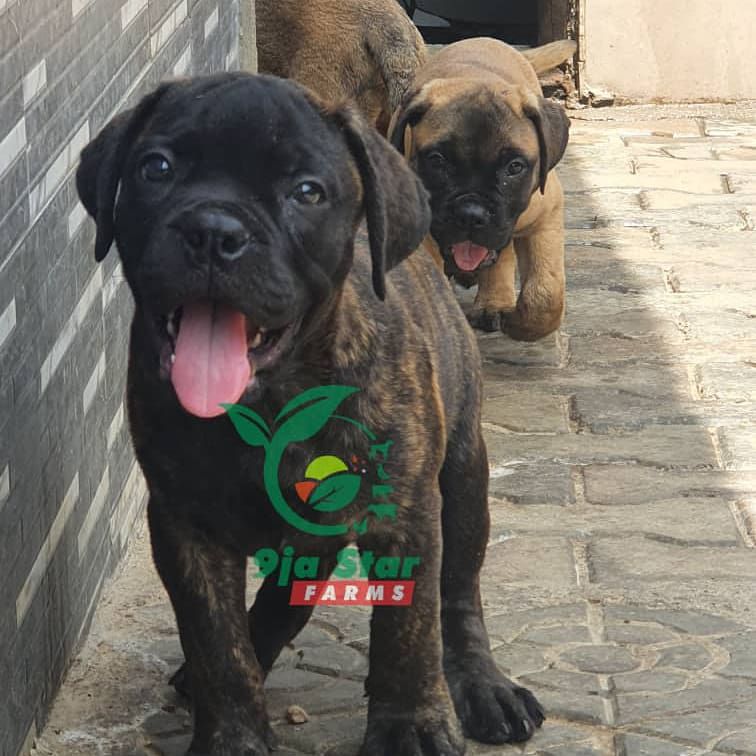 Acid of 9ja star farms | Bullmastiff 