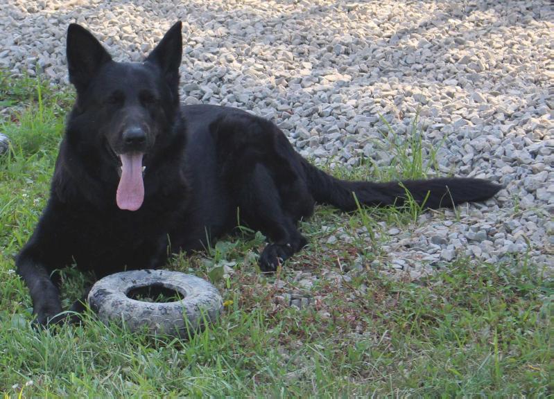 Maggie Von Kunstlerisch | German Shepherd Dog 