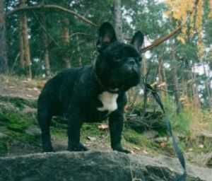 Yack Soli Deo Gratia | French Bulldog 