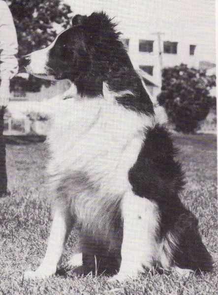 Gotrah Ringleader | Border Collie 